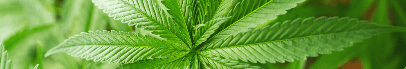Nahaufnahme eines Cannabisblattes